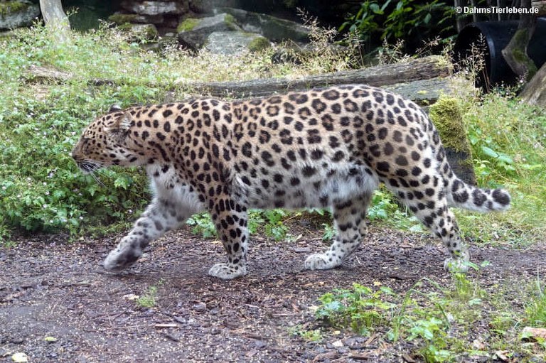 Panthera pardus orientalis