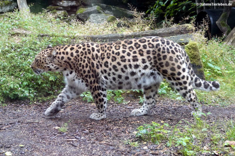 Panthera pardus orientalis