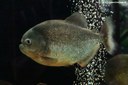 Pygocentrus nattereri