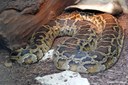 Python bivittatus