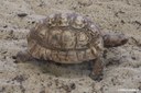 Stigmochelys pardalis