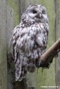 Strix uralensis