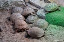 Testudo horsfieldii