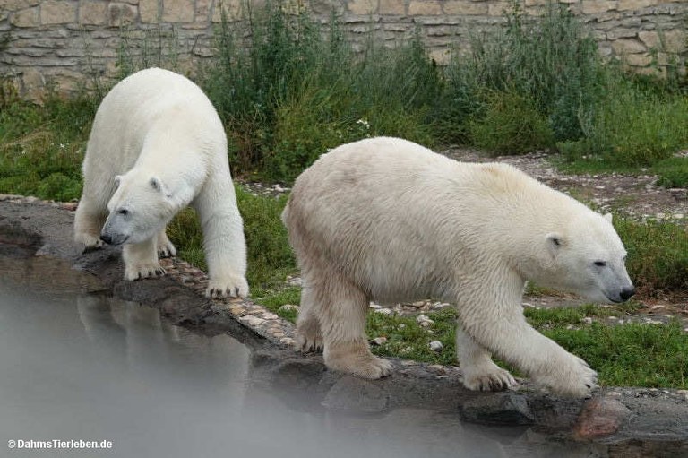 Ursus maritimus