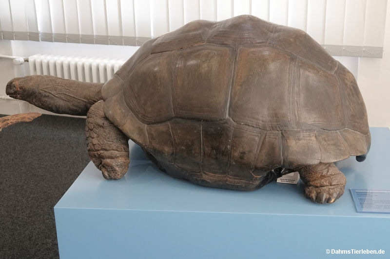 Seychellen-Riesenschildkröte
(Aldabrachelys gigantea) Aldabrachelys gigantea