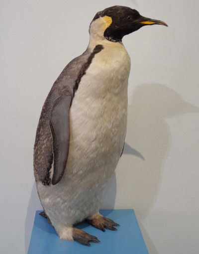 Aptenodytes forsteri