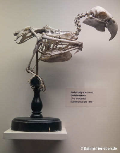 Gelbbrustara
(Ara ararauna) Ara ararauna