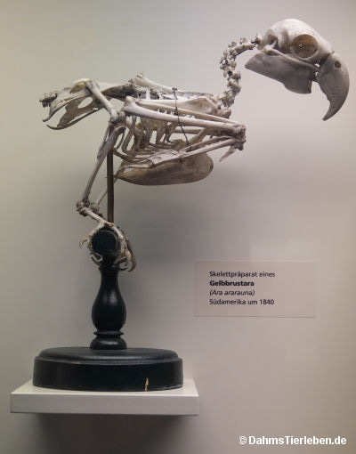 Ara ararauna