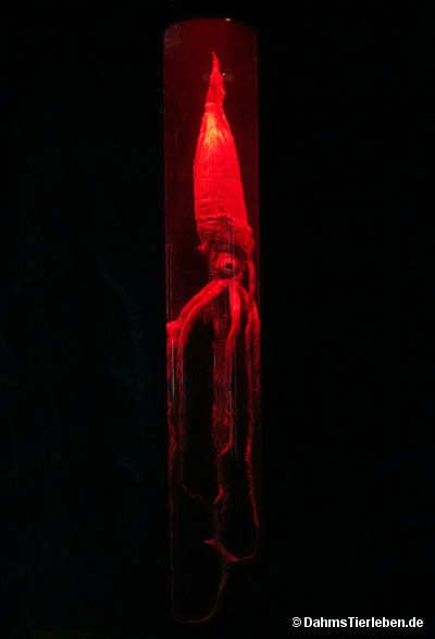 Riesenkalmar
(Architeuthis dux) Architeuthis dux