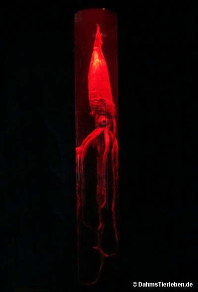 Architeuthis dux