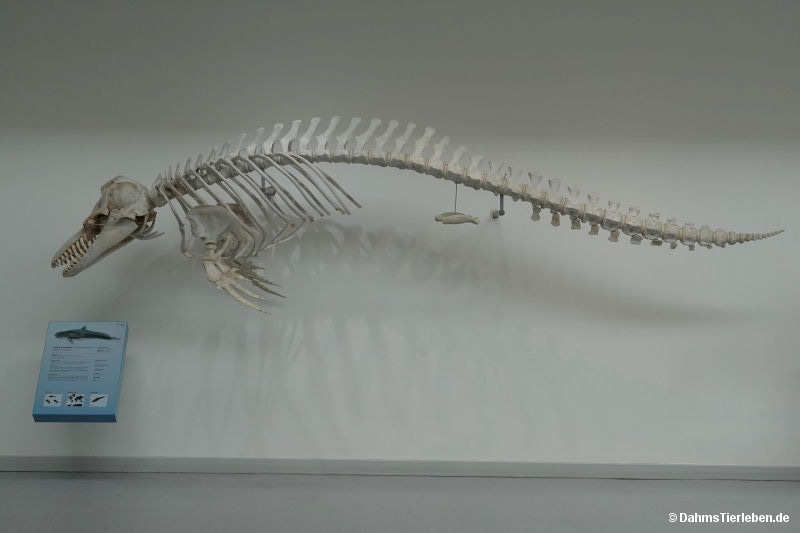 Nördlicher Zwergwal
(Balaenoptera acutorostrata) Balaenoptera acutorostrata