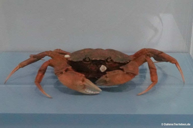 Carcinus maenas