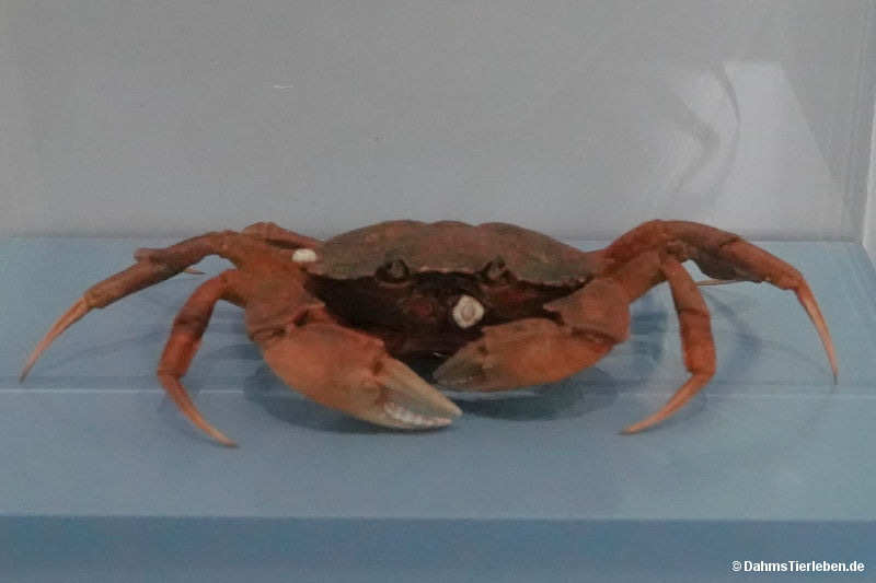 Carcinus maenas