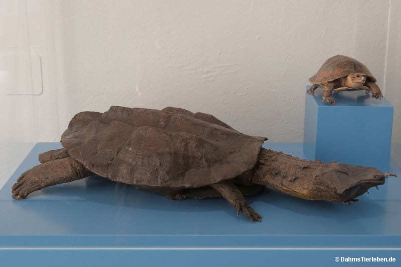 Fransenschildkröte
(Chelus fimbriata) Chelus fimbriata