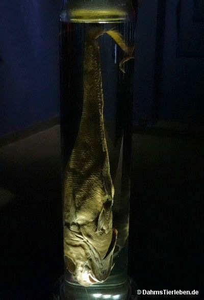 Pazifischer Grenadierfisch
(Coryphaenoides acrolepis) Coryphaenoides acrolepis