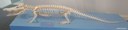 Crocodylus niloticus