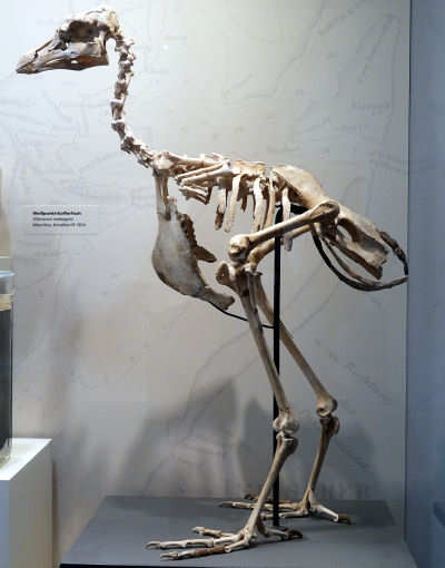 Dodo
(Raphus cucullatus) Raphus cucullatus