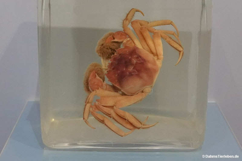 Chinesische Wollhandkrabbe
(Eriocheir sinensis) Eriocheir sinensis