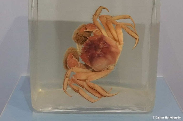Eriocheir sinensis