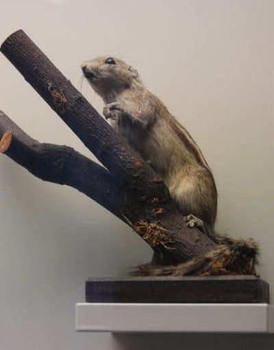 Funambulus palmarum