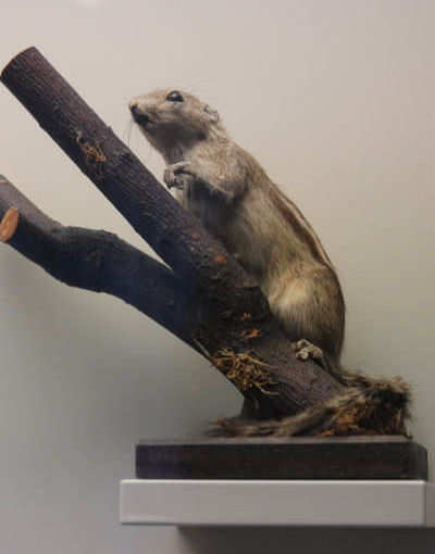 Funambulus palmarum