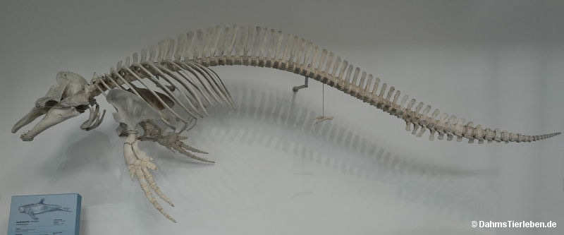 Rundkopfdelfin
(Grampus griseus) Grampus griseus