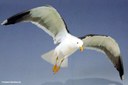 Larus fuscus