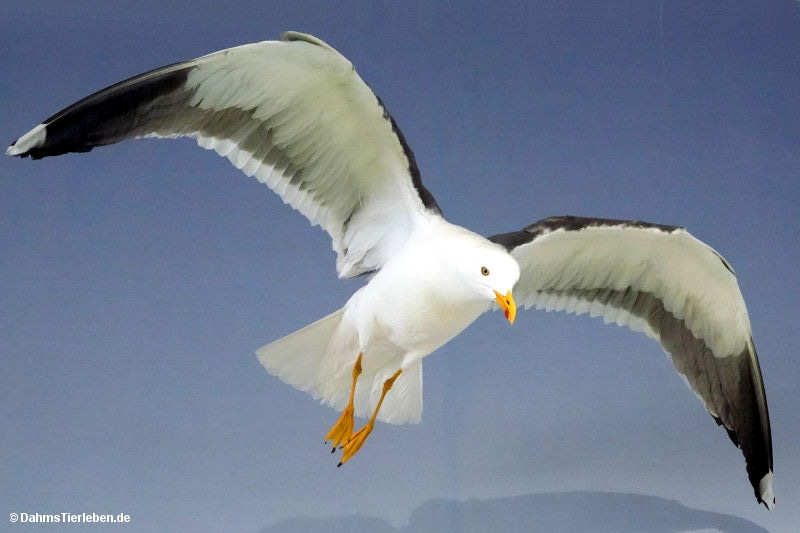 Larus fuscus