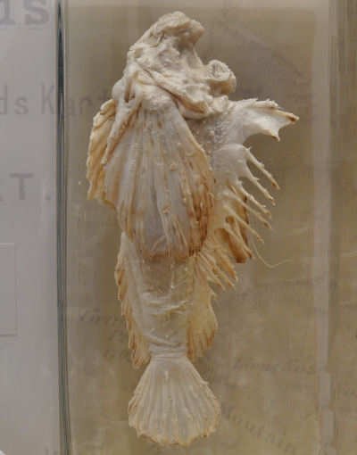 Inimicus filamentosus