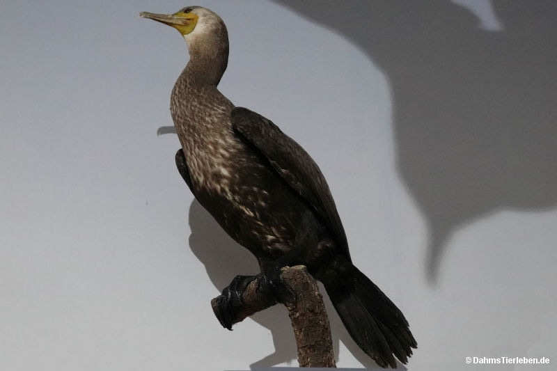 Kormoran
(Phalacrocorax carbo) Phalacrocorax carbo