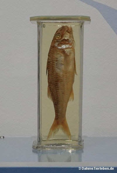 Mullus surmuletus
