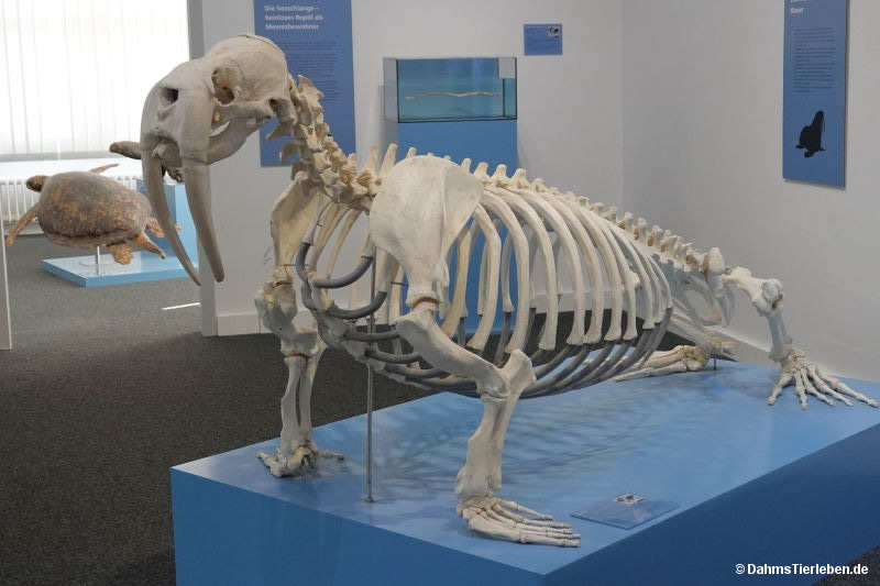 Walross
(Odobenus rosmarus) Odobenus rosmarus