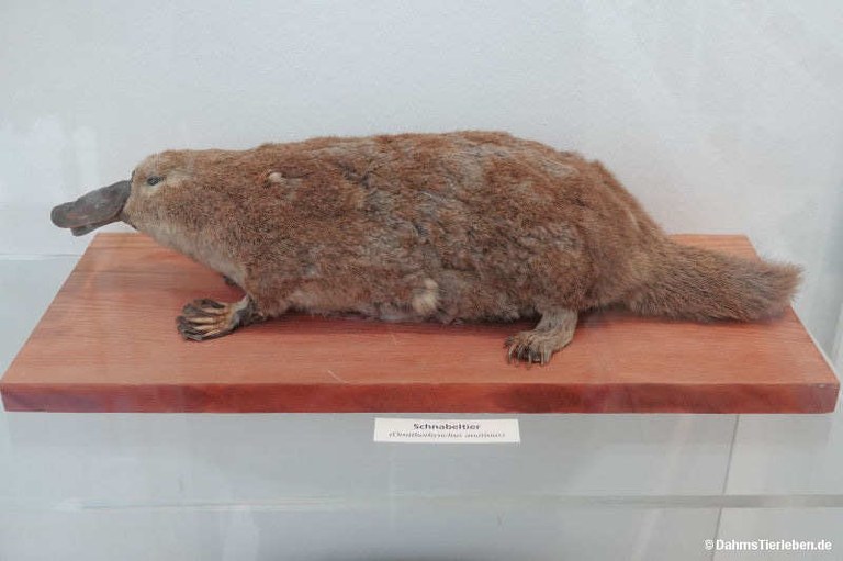 Ornithorhynchus anatinus