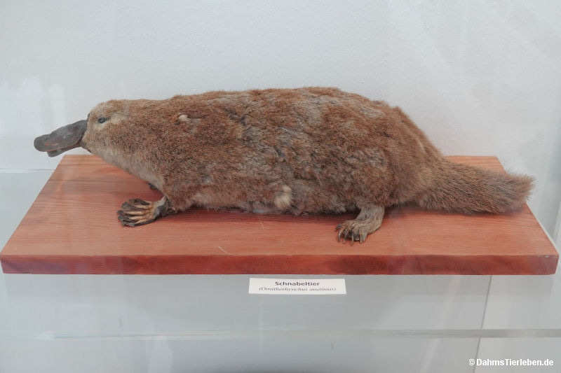 Schnabeltier
(Ornithorhynchus anatinus) Ornithorhynchus anatinus