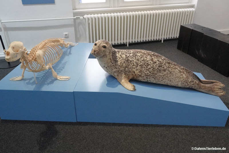 Seehund
(Phoca vitulina) Phoca vitulina