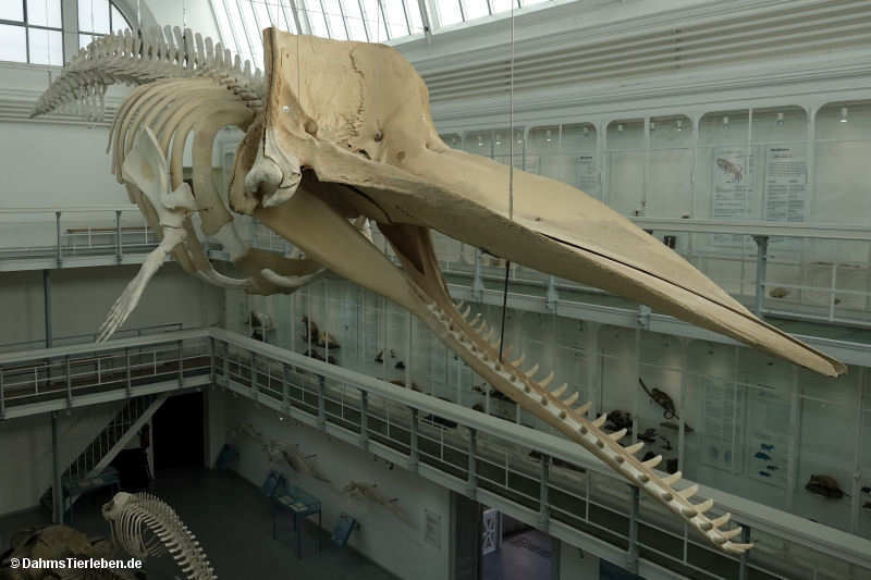 Pottwal
(Physeter macrocephalus) Physeter macrocephalus