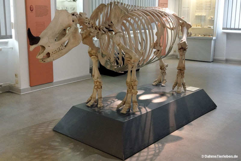 Java-Nashorn
(Rhinoceros sondaicus) Rhinoceros sondaicus