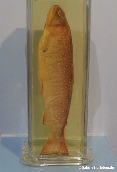 Bachsaibling
(Salvelinus fontinalis) Salvelinus fontinalis