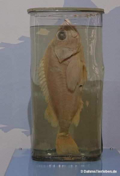 Sebastes norvegicus