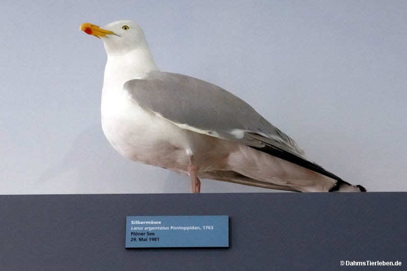 Larus argentatus