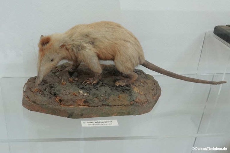 Solenodon paradoxus