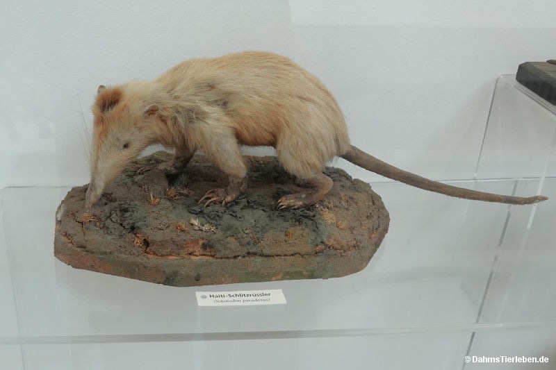 Solenodon paradoxus