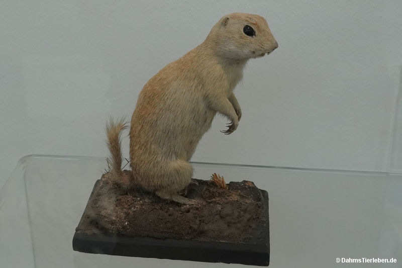 Spermophilus citellus
