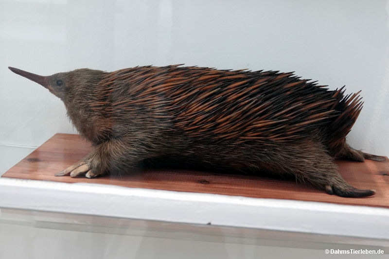 Kurzschnabeligel
(Tachyglossus aculeatus) Tachyglossus aculeatus