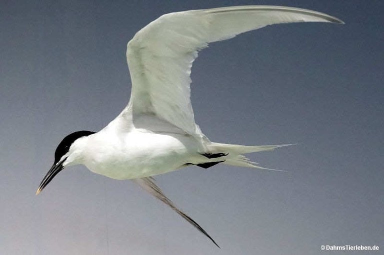 Thalasseus sandvicensis