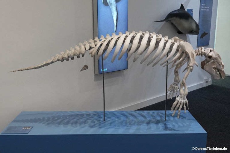 Trichechus manatus
