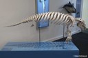 Trichechus manatus