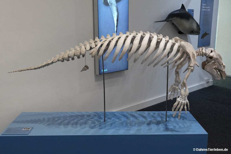Trichechus manatus