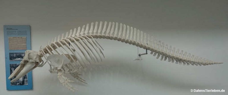 Tursiops truncatus
