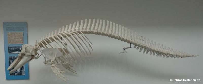 Tursiops truncatus